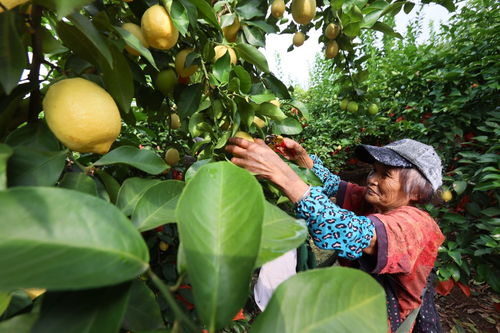 圖片新聞 潼南檸檬迎來(lái)今年首次采摘