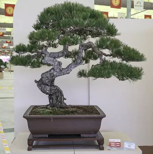 欣賞盆景名家藏品,領悟盆景作品拍攝技巧